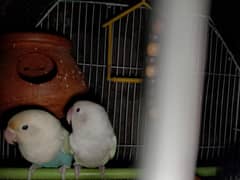 albino black eye 100% breeder pair 03294267342