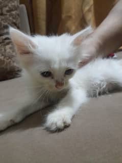 Persian Cats