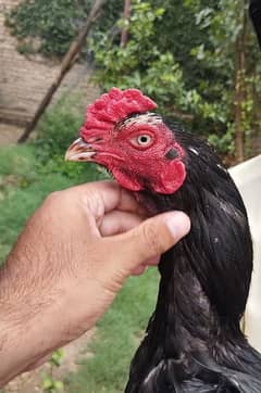 high quality lasani jora (pair) for sale hai