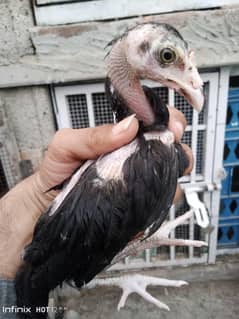 Mianwali Aseel Heera or  Mushka Chicks