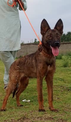 Alsatian