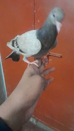 hand