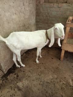 wait goat
