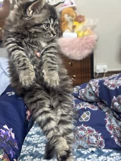 kitten for Paid addoption - 8000
