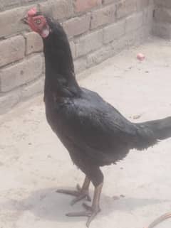 Aseel thai cross female