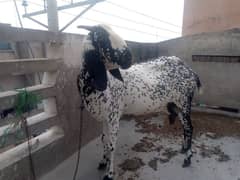 ghaban Desi barkri goats 2 female baby for sale