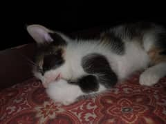 very cute mix colour cat