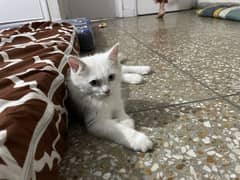 Persian Cat ,