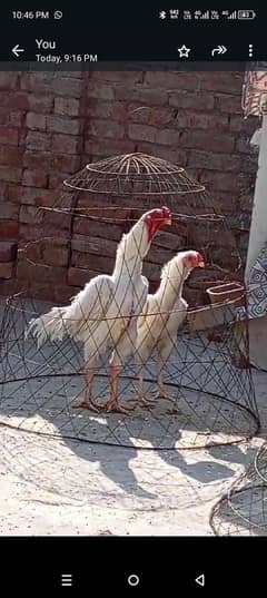 O Shamo chicks