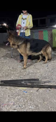 German shepherd Male