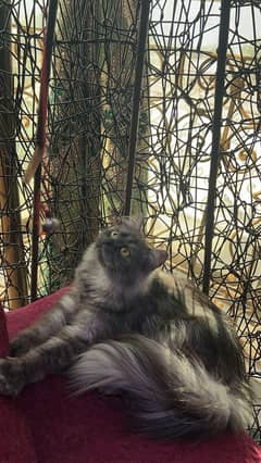 cat