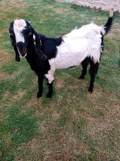 Male. Goat / Bakra