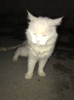 Cat American