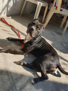 American pitbull dog