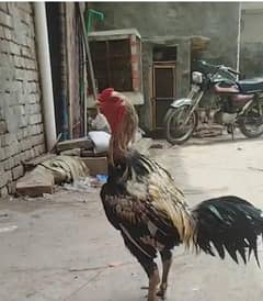 pure aseel  burmi patha