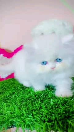 pairsian kitten for sale