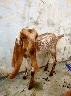 4.0 Month Maka Cheni Female