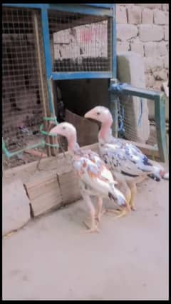 aseel mianwali chicks for sale