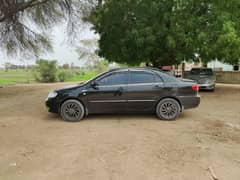 corolla