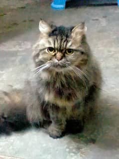 Cat for sale