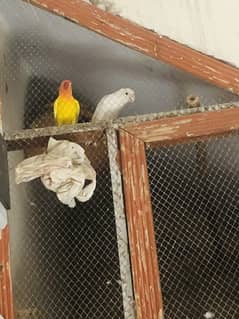 Love bird