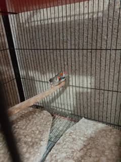 zebra finches