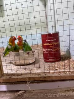 Love birds/parrots for sale