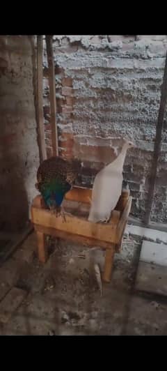 peacock