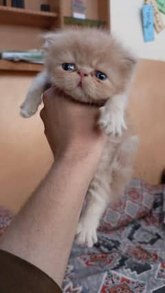 Persian cats