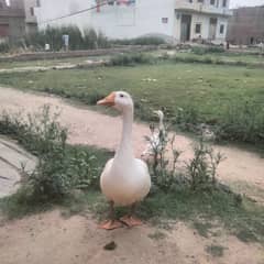 Male and female dono urgent sale karna hai