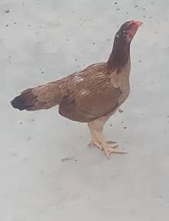 Aseel murga murgi Ka pair hai