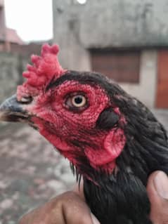 Aseel Hen