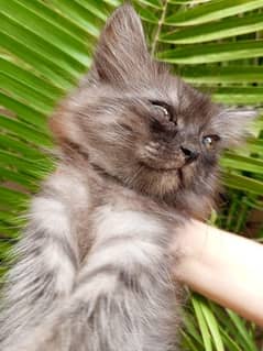 Persian kittens for sale