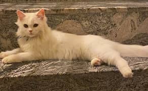 Kitten and cat