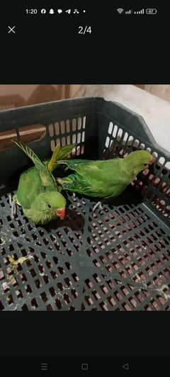 WhatsApp 03007835589  parrots available