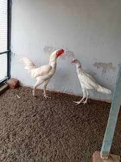 White Aseel Heera Pair