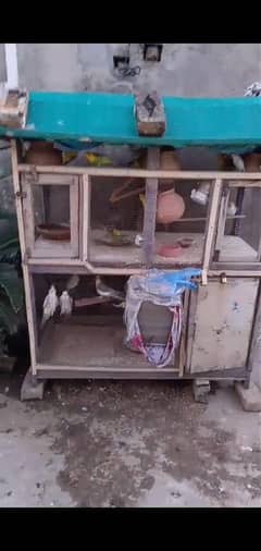 coktail parrots and pigeon for most urgent sale