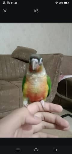conure parrot  family friendly hand tame