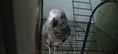 African grey parrot chick available 03248667902