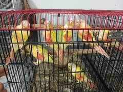 pineapple canure /pineapple canure