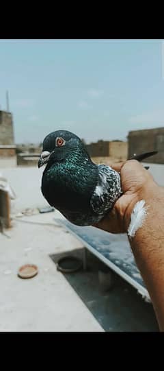 kasoori breedar male pegion