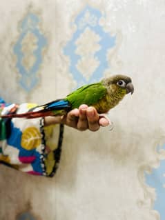 "Semi Tamed Conure Parrot for Sale – Friendly & Playful!"