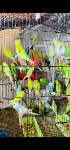 budgies