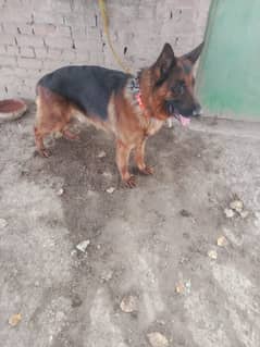 german shepherd male double coated