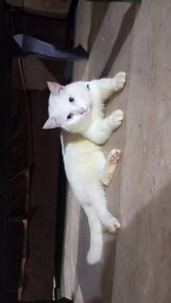 Persian