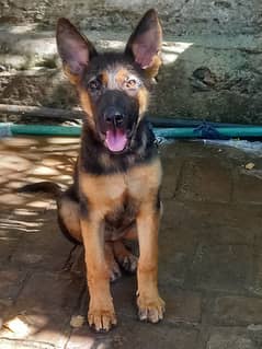 german shepherd puppy 