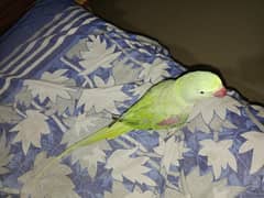 Raw Pahari female