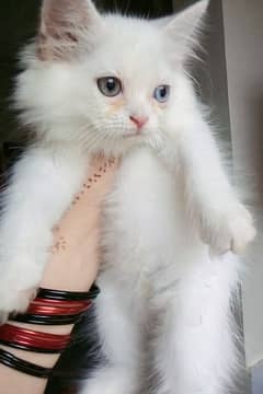pure Persian kittens looking for a new home. . . .