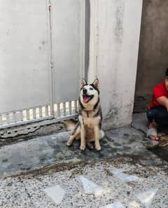 syberian husky