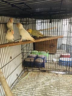 Love bird > Read add